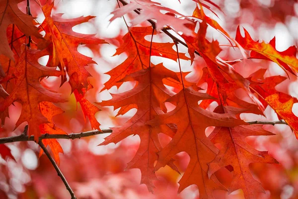 Větve Severního Dubu Červenými Podzimními Listy Zblízka Rozmazaném Pozadí Selektivním — Stock fotografie