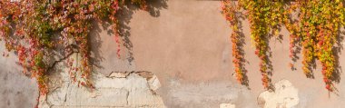 Old roughly plastered retaining wall with partly crumbling plaster, hanging stems of the maiden grapes with autumn leaves, panoramic view, background clipart