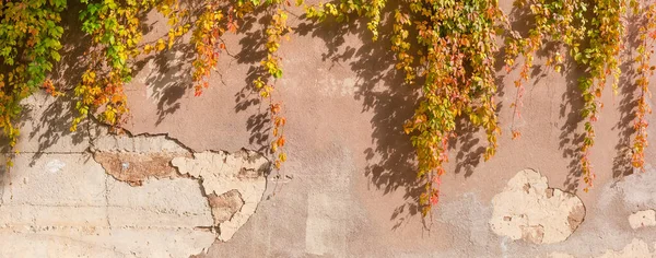 Old Roughly Plastered Retaining Wall Partly Crumbling Plaster Hanging Stems — Stock Photo, Image