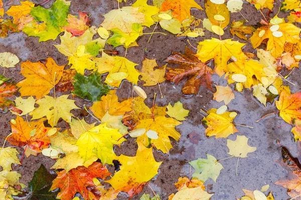 Różnorodne Opadłe Liście Klonu Innych Drzew Kałuży Podczas Deszczu Jesiennym — Zdjęcie stockowe