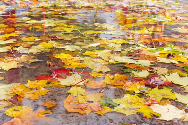 Różnorodne Opadłe Liście Klonu Innych Drzew Kałuży Podczas Deszczu Jesiennym — Zdjęcie stockowe