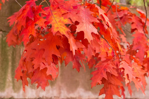 Větve Severního Dubu Červenými Podzimními Listy Visícími Rozmazaném Pozadí Detailní — Stock fotografie