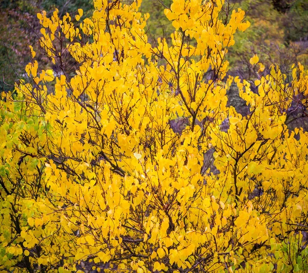 Top of the apricot trees with yellow autumn leaves on a blurred background of other trees, top view, background