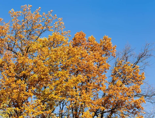 Tops of the old common oaks with autumn leaves against the clear sky, bottom view, background — Stock Image Tops Old Common Oaks Autumn Leaves Clear Sky Bottom View Stock Photo