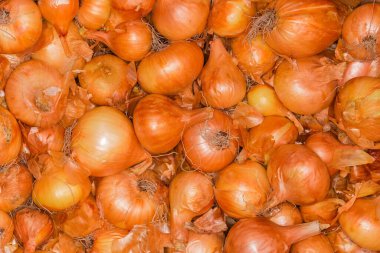 Yeni hasat edilen soğan soğanlarının arka planı kökleri farklı boyutlarda.