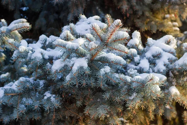 蓝色云杉的枝条 被积雪覆盖在同一棵树模糊的背景上 在有选择的焦点上破碎 — 图库照片