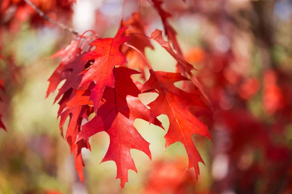 Červené Podzimní Listy Severního Dubu Visící Rozmazaném Pozadí Detailní Záběr — Stock fotografie
