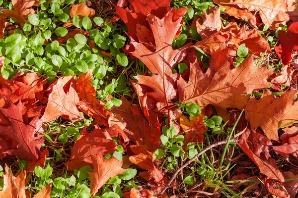 Caídas Hojas Otoño Roble Rojo Del Norte Suelo Cubierto Hierba — Foto de Stock