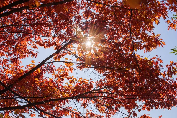太陽の光 選択的な焦点 背景によって照らされた空に対して北の赤いオークの枝 — ストック写真