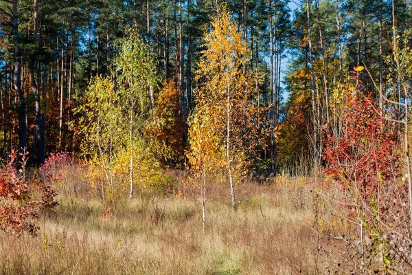 Young Birches Growing Edge Pine Forest Autumn Morning — Stock Photo, Image