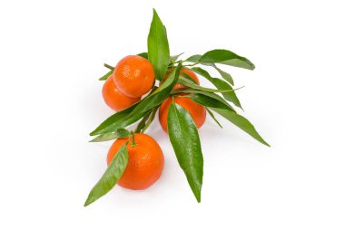 Beyaz arka planda yaprakları olan küçük dallarda olgun mandalina portakalları