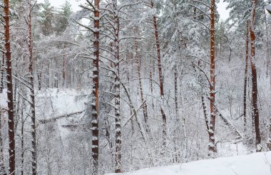 Kış ormanının kozalaklı ve yaprak döken ağaçları bulutlu bir günde yeni yağmış yumuşacık karla kaplıdır.
