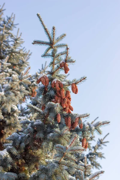 Top Young Blue Spruce Lot Cones Background Clear Sky Other — Stockfoto