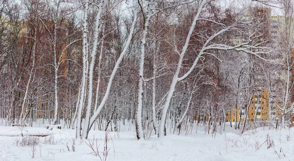 部分城市公园的落叶乔木覆盖着新雪 紧靠着现代多层公寓楼在降雪后 — 图库照片