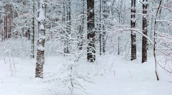 Gedeelte Van Het Winterbos Met Loofbomen Bedekt Met Sneeuw Voorgrond — Stockfoto