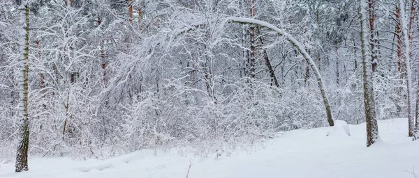 冬季森林的一部分 雪下后长满了落叶和针叶树 覆盖着新落下来的绒毛雪 全景尽收眼底 — 图库照片