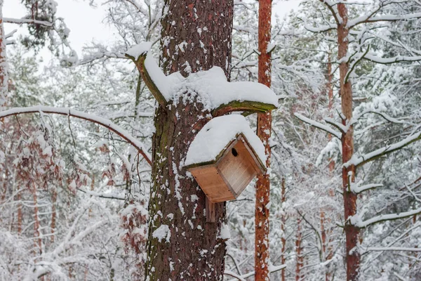 Nesting Box Trunk Old Pine Winter Snowy Forest Snowfall — Stock Photo, Image