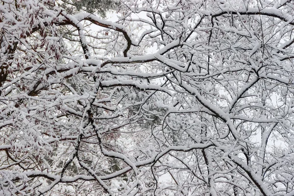 Ağaçların Dalları Yeni Yağmış Kar Ile Kaplıdır Arka Planda Gökyüzü — Stok fotoğraf