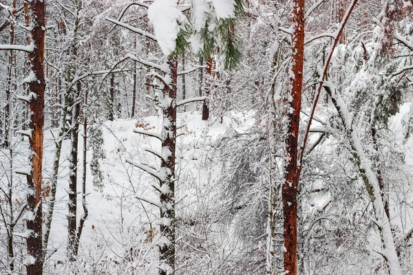 松树和落叶树的枝干和树干 在森林中覆盖着新落下来的绒毛雪 — 图库照片