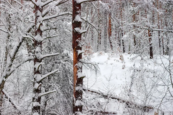 Abschnitt Des Winterwaldes Mit Nadel Und Laubbäumen Bedeckt Mit Neu — Stockfoto