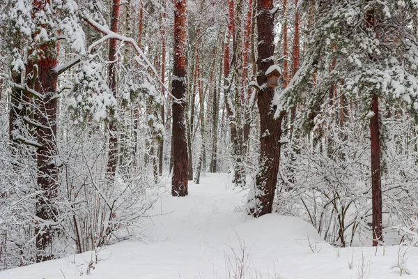 Abschnitt Des Winterparks Mit Kiefern Birken Und Sträuchern Bedeckt Mit — Stockfoto