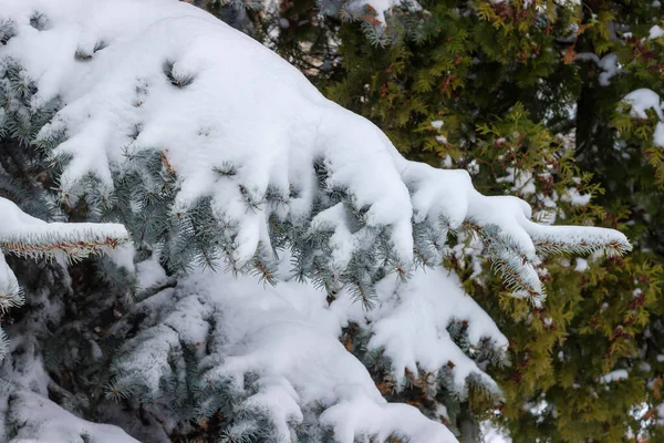 Ramos Abeto Azul Coberto Com Neve Molhada Close Fundo Turvo — Fotografia de Stock