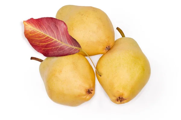 Ripe Yellow Pears Limonera Variety Autumn Leaf Pear Tree White — Stock Photo, Image