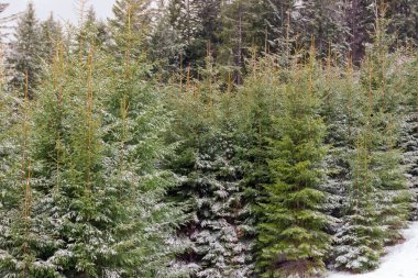 Genç köknar ağaçları bulutlu havada yoğun bir dağ yamacında büyüyen karla hafifçe tozlanmış.