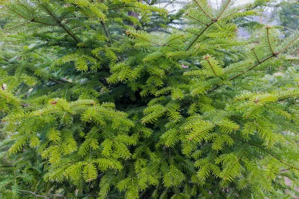 Fragment Young Fir Tree Cloudy Rainy Weather Park Background Fir — Stock Photo, Image