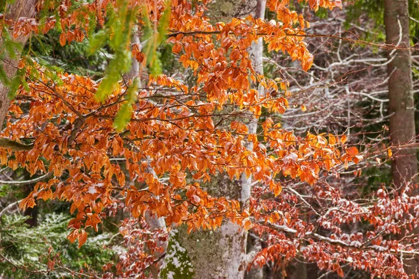 Branches Beech Tree Bright Yellow Fallen Leaves Slightly Dusted Snow — Stock Photo, Image