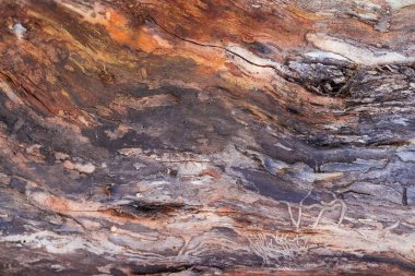 Eski kurumuş yaprak döken ağaç gövdesinin bir parçası ağaç kabuğu olmadan, çatlaklarla ve ahşap haşerelerle kaplı, seçici odak ve arka planda yakın plan