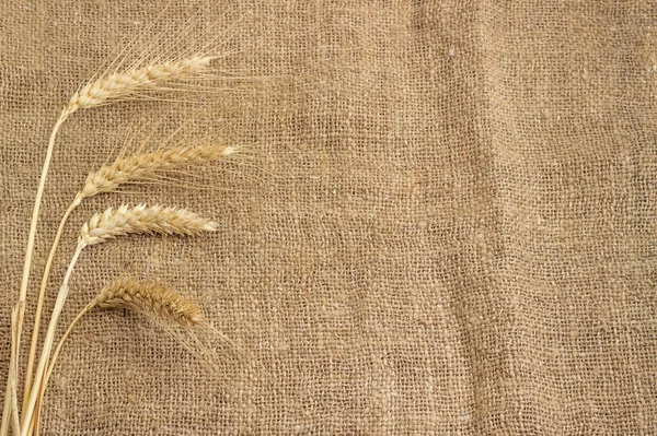 Bundle Wheat Stems Ears Located Left Unpainted Natural Hemp Burlap — Stock Photo, Image