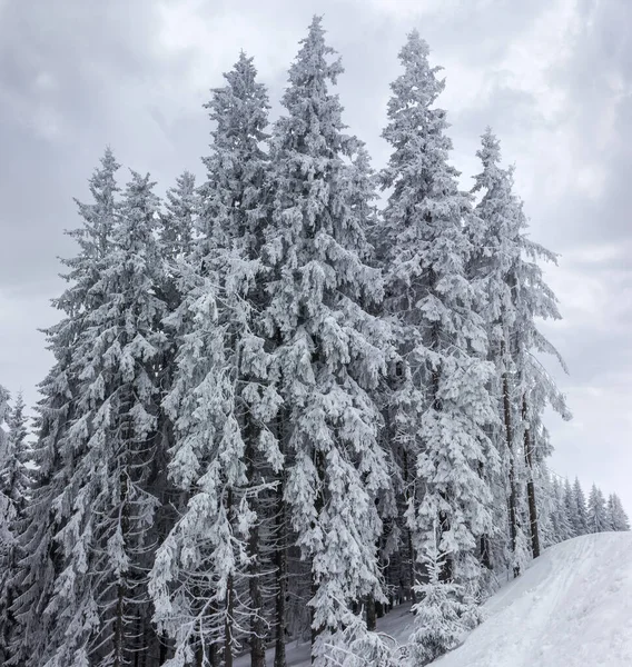 Gruppo Alti Abeti Ricoperti Neve Gelo Uno Sfondo Cielo Nuvoloso — Foto Stock