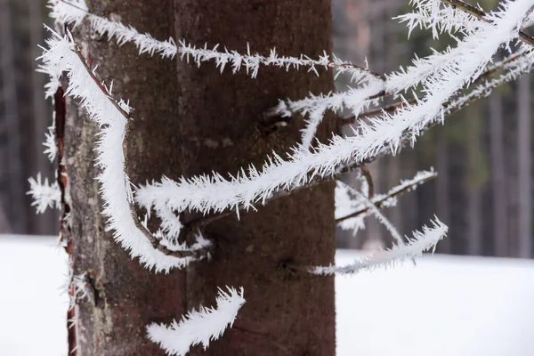 황소자리의 가지들은 날씨에 전나무 주변에 서리로 선택적 초점에서 근접하고 — 스톡 사진