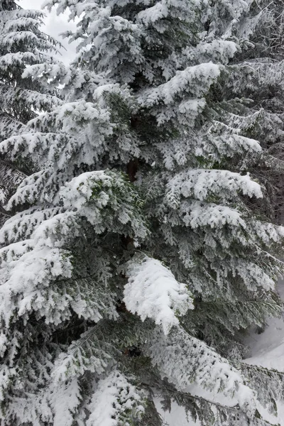 Fragmento Uma Abeto Alto Coberto Com Neve Geada Crescendo Floresta — Fotografia de Stock