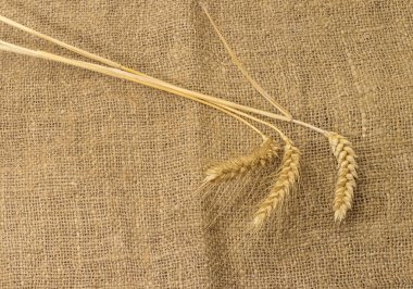 Buğday tohumu kulakları ile boyanmamış doğal kenevir çuval bezi, sırtüstü