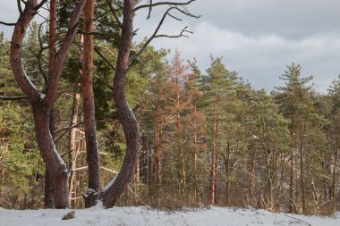 Kış ormanı, bulutlu bir gökyüzüne karşı ön planda kıvrımlı gövdeleri olan eski çamlardan oluşan bir grup.