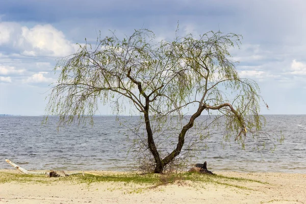 Seul Vieux Saule Sur Rive Sablonneuse Réservoir Sur Fond Ciel — Photo