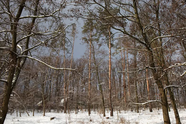 冬季森林的一部分 有针叶树 落叶树和老蝗虫树 在阴天的映衬下 前景广阔 — 图库照片