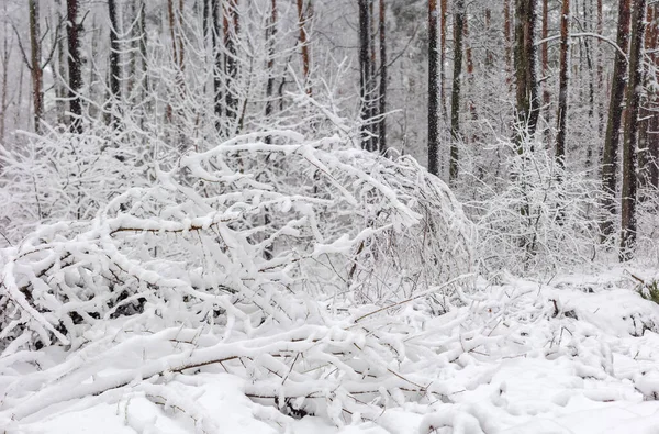 Sträucher Mit Frisch Gefallenem Flauschigem Schnee Wald Auf Verschwommenem Hintergrund — Stockfoto