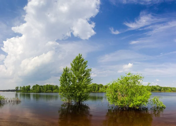 Willows and poplars standing in the water on a submerged river bank during the spring flood against the forested opposite bank and sky