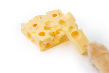 Two pieces of semi-hard Swiss cheese different sizes and paw of ginger cat reaching for cheese on a white background clipart