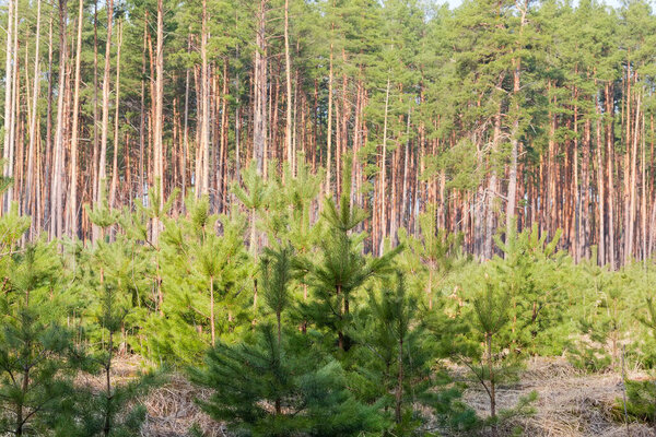 Young pines growing on a plantation at the old cutting site in the forest against of background of the old trees