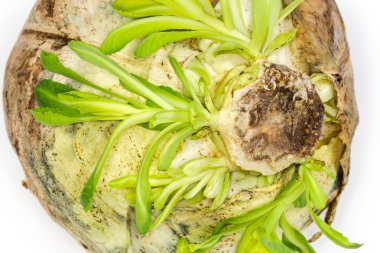 Geçen yılın beyaz lahana kafasının yeşil filizleri. Dış yaprakları kurumuş, yakın plan.