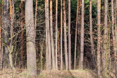 İlkbaharda sık ormanın kenarında güneş tarafından aydınlatılan çam ağaçları.