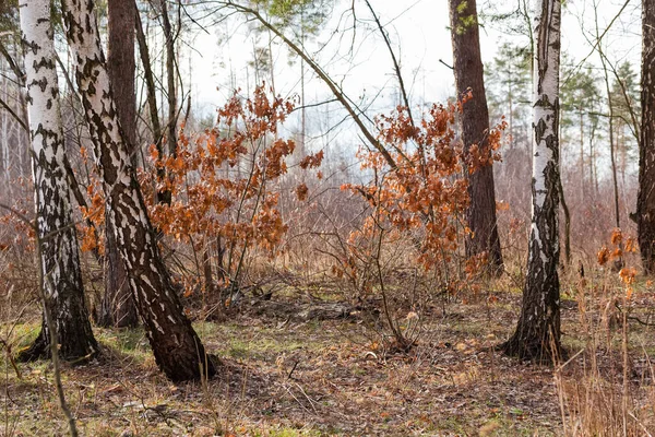 Lkbaharda Planda Huş Gövdeleri Olan Nadir Bulunan Kozalaklı Yaprak Döken — Stok fotoğraf