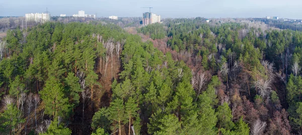 Terreno Montañoso Cubierto Bosque Mixto Coníferas Caducifolias Principios Primavera Con —  Fotos de Stock