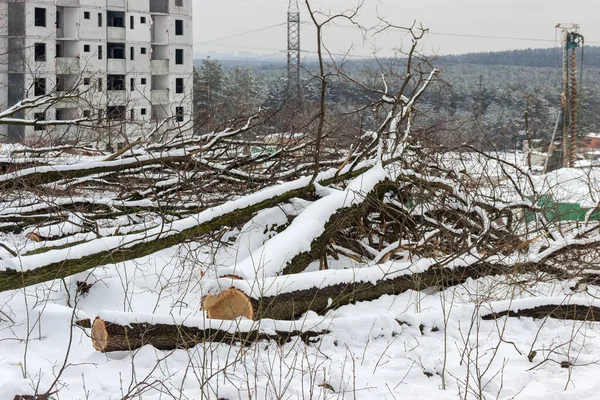 Umgestürzte Eichen Mit Schnee Bedeckt Der Zur Säuberung Der Baustelle — Stockfoto