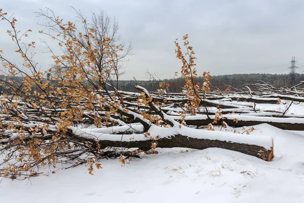 Umgestürzte Eichen Die Mit Der Kettensäge Gefällt Und Mit Schnee — Stockfoto