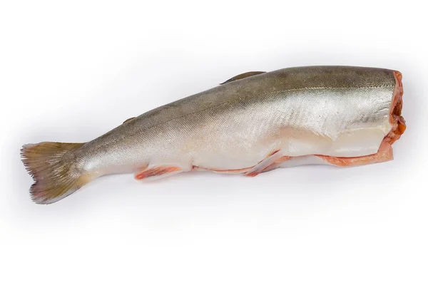 Whole Carcass Fresh Gutted Uncooked Arctic Char Head White Background — Stock Photo, Image